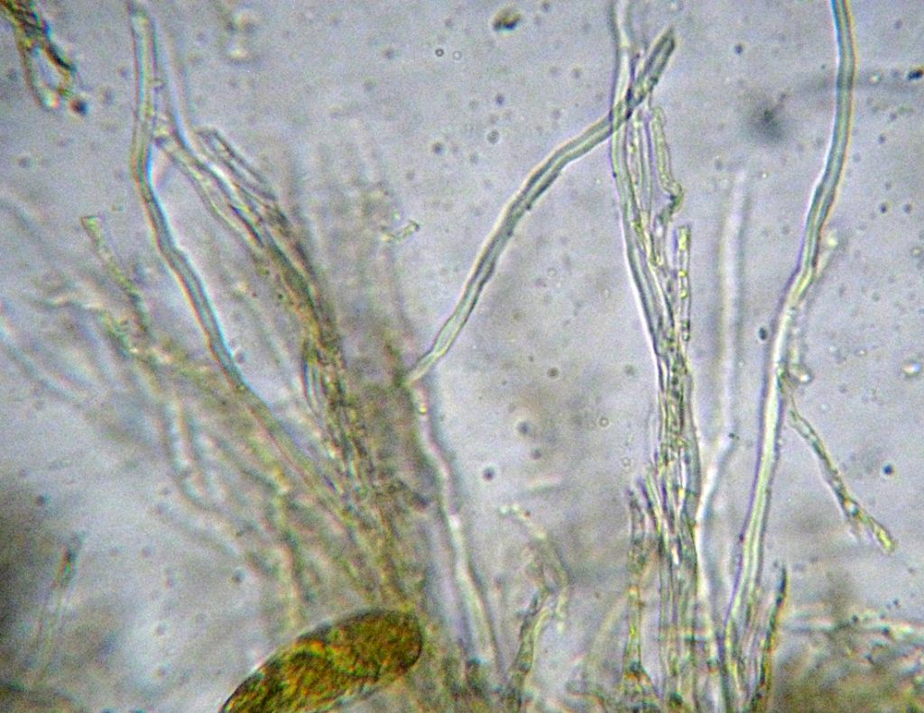 Steccherinum?